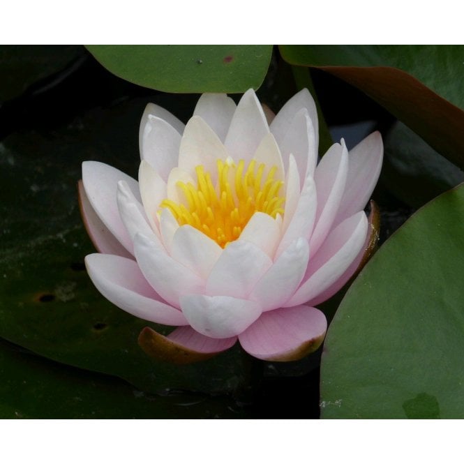 Pond Plants Marliacea Rosea Lily 3.5L Potted