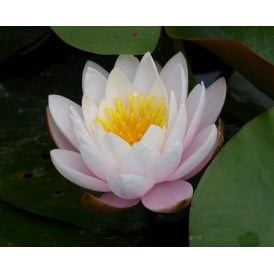 Marliacea Rosea Lily 3.5L Potted