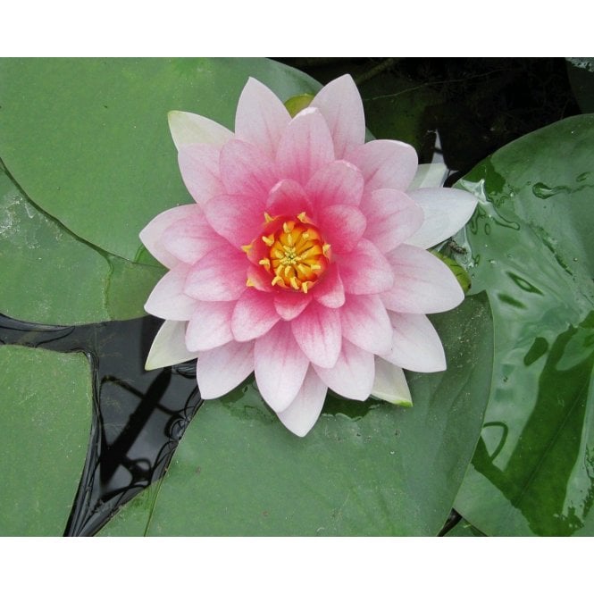 Pond Plants Masaniello Lily 3.5L Potted