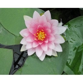 Masaniello Lily 3.5L Potted