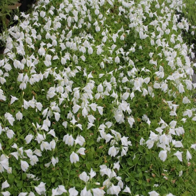 Pond Plants Mazus Reptans Alba Potted