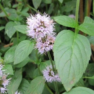 Mentha Aquatica Potted