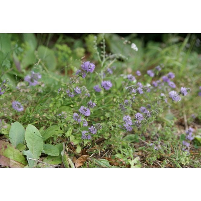Pond Plants Mentha Pulegium Potted