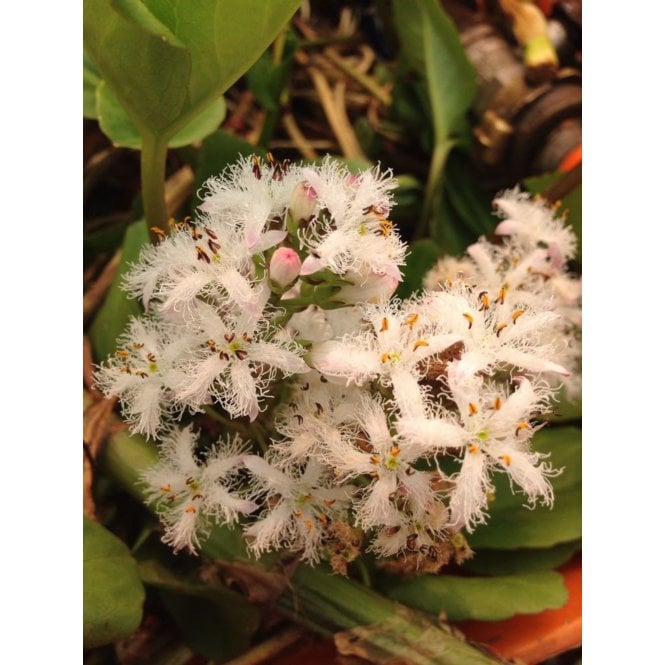 Pond Plants Menyanthes Trifoliata 'Bog Bean' Potted