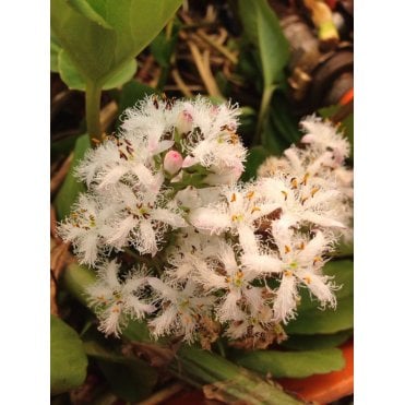 Pond Plants Menyanthes Trifoliata 'Bog Bean' Potted