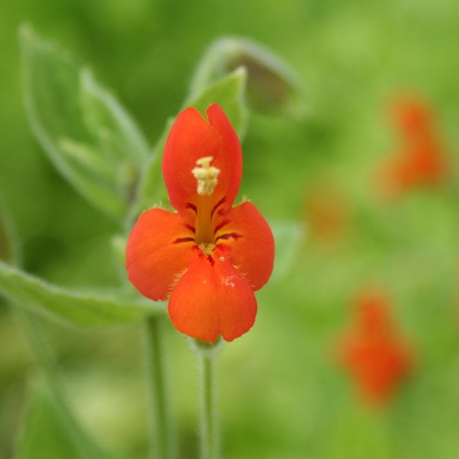 Pond Plants Mimulus Cardinalis 'Scarlet Monkey Flower' Potted