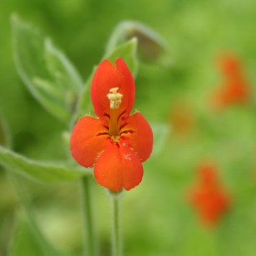 Mimulus Cardinalis 'Scarlet Monkey Flower' Potted