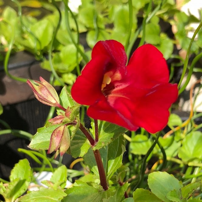 Pond Plants Mimulus Cupreus 'Red Emperor' Potted