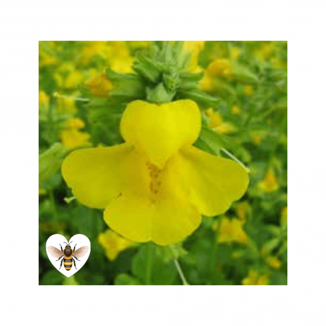 Pond Plants Mimulus Guttatus 'Common Monkeyflower' Potted 