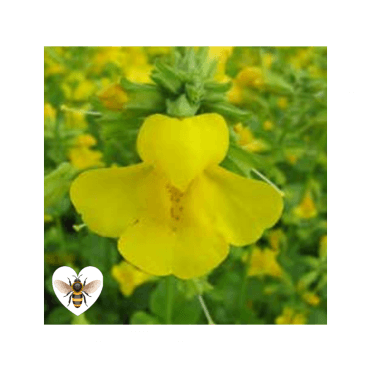 Mimulus Guttatus 'Common Monkeyflower' Potted 