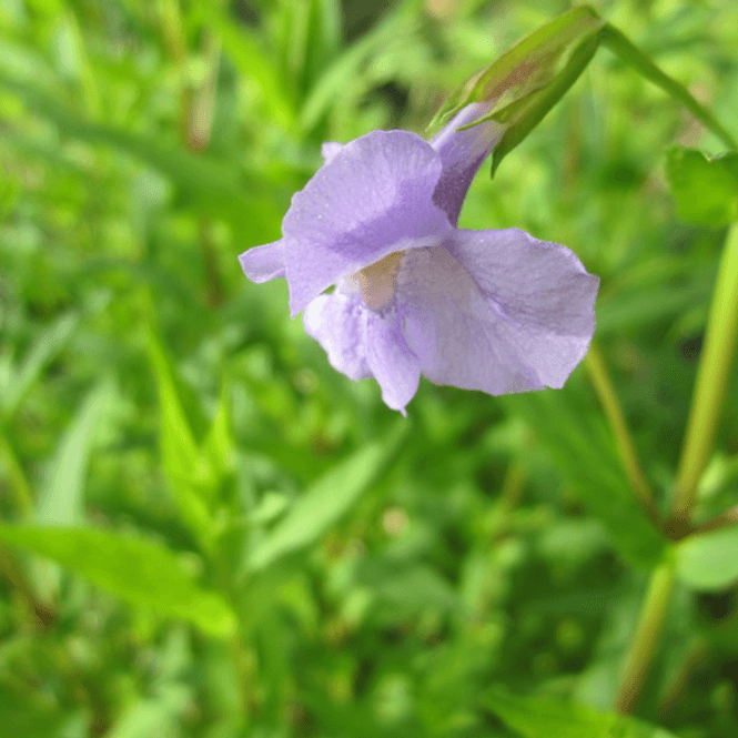 Pond Plants Mimulus Ringens 'Lavender Musk' Potted