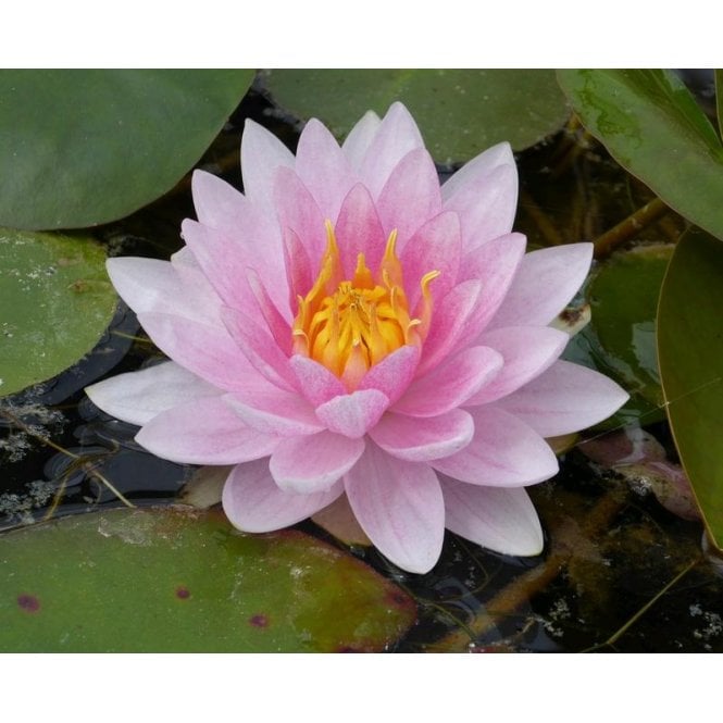 Pond Plants Mrs Richmond Lily 3.5L Potted