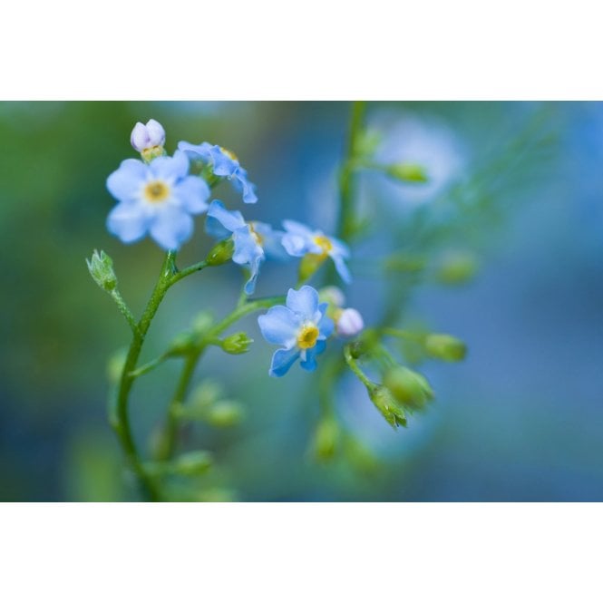 Pond Plants Myosotis Scorpioides Potted