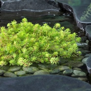 Myriophyllum rubricaule Red Stem Potted