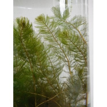 Myriophyllum Spicatum (Milfoil) Bunch