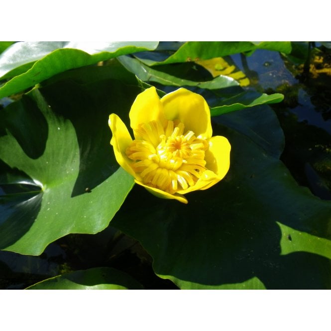 Pond Plants Nuphar Luteum Potted