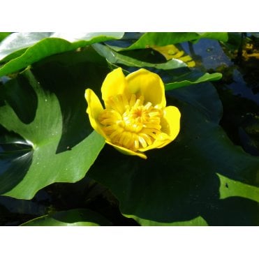 Nuphar Luteum Potted