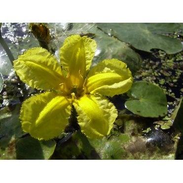Nymphoides Peltata Potted