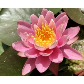 Odorata Firecrest Lily 3.5Ltr Potted