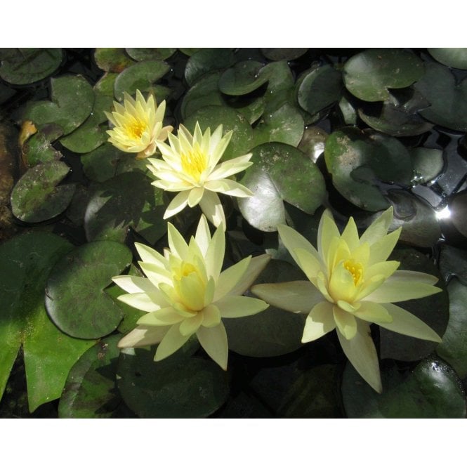 Pond Plants Odorata Sulphurea Lily 3.5Ltr Potted