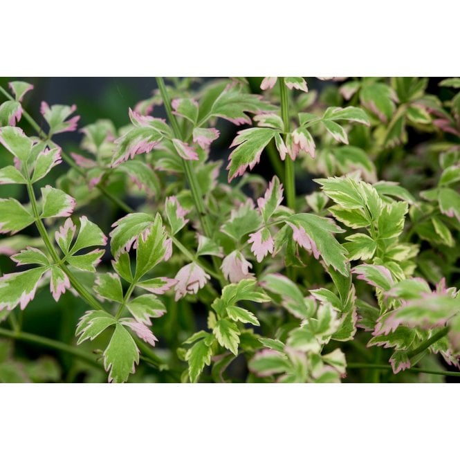 Pond Plants Oenanthe Javanica 'Flamingo' Potted