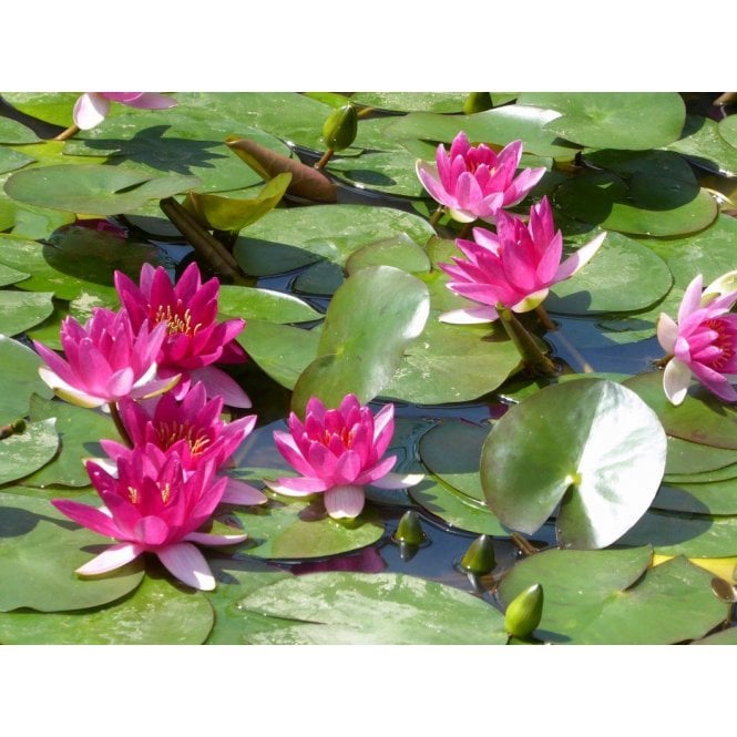 Pond Plants Perry's Baby Red Lily 3.5L Potted
