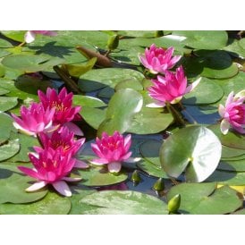 Perry's Baby Red Lily 3.5L Potted