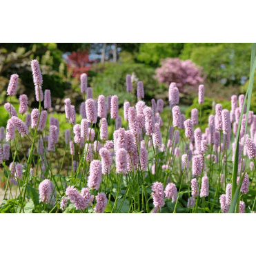Persicaria Bistorta Potted