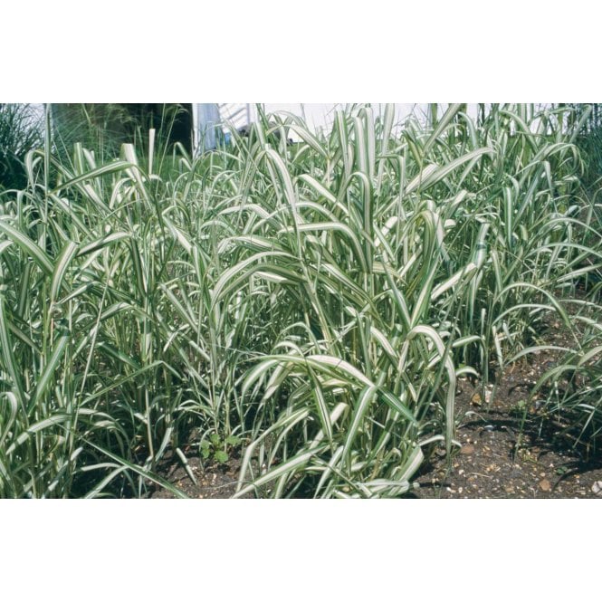 Pond Plants Phalaris Arundinacea 'Var Picta' Potted