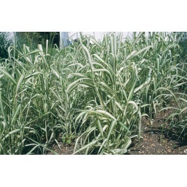 Phalaris Arundinacea 'Var Picta' Potted