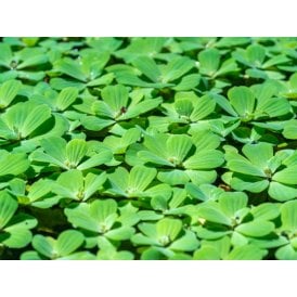 Pistia Stratiotes (Water Lettuce)