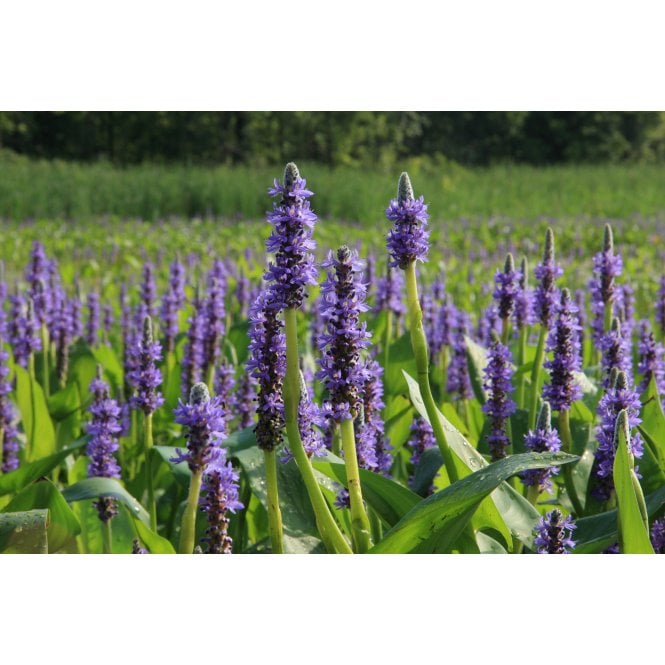 Pond Plants Pontederia Cordata Potted