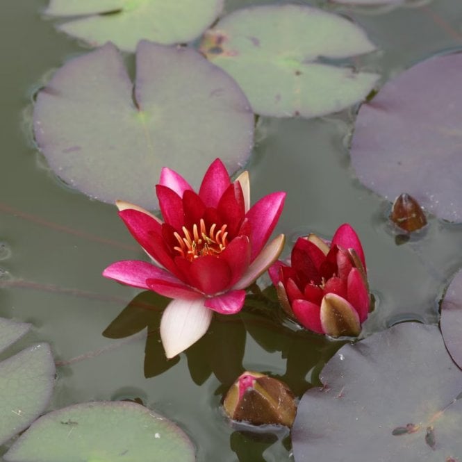 Pond Plants Pygmaea Rubra Lily 3.5Ltr Potted