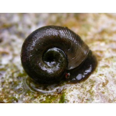 Ramshorn Snail