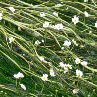 Ranunculus Aquatilis (Crowfoot) Bunch