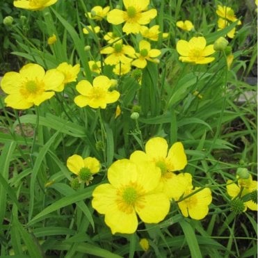 Ranunculus Flammula Potted