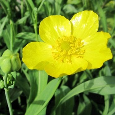 Ranunculus Lingua Grandiflorus Potted