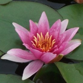 Rene Gerard Lily 3.5Ltr Potted