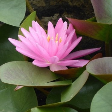 Rose Arey Lily 3.5Ltr Potted