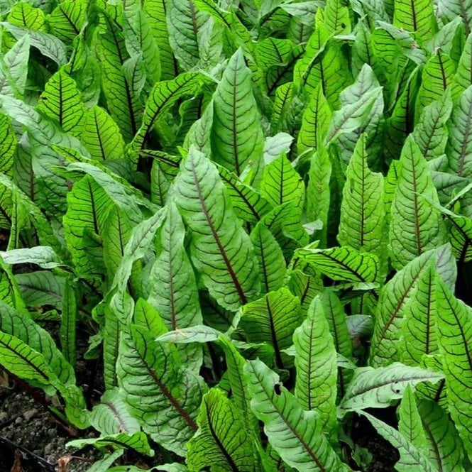 Pond Plants Rumex Sanguineus Potted
