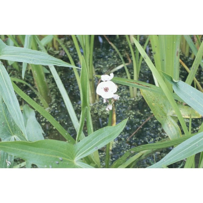 Pond Plants Sagittaria Latifolia Potted