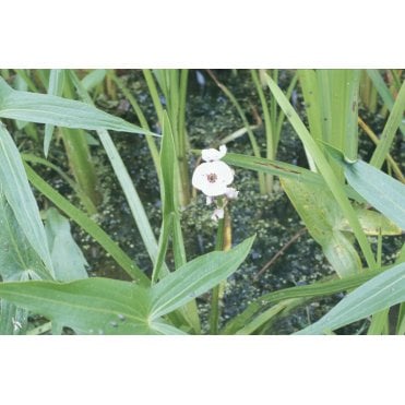 Sagittaria Latifolia Potted