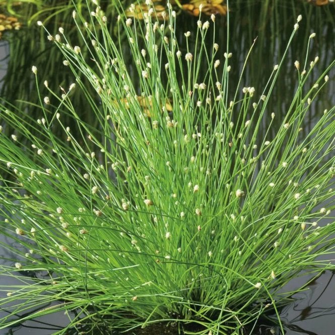 Pond Plants Scirpus Cernuus Potted
