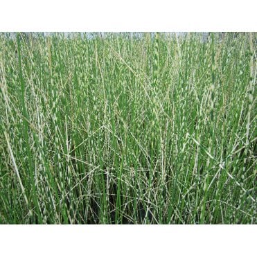 Scirpus Tabernaemontani 'Zebrinus' Potted
