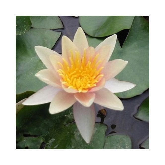 Pond Plants Sioux Lily 3.5Ltr Potted