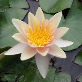 Sioux Lily 3.5Ltr Potted