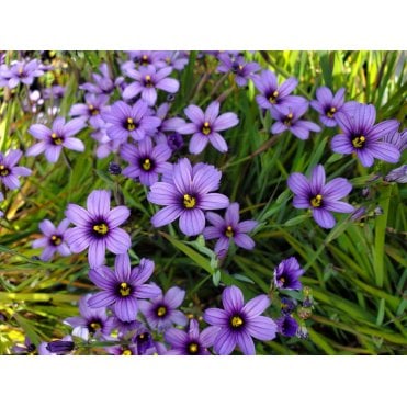 Sisyrinchium Bellum Potted