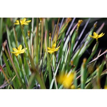 Sisyrinchium Californicum Potted