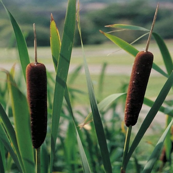 Pond Plants Typha Angustifolia Potted