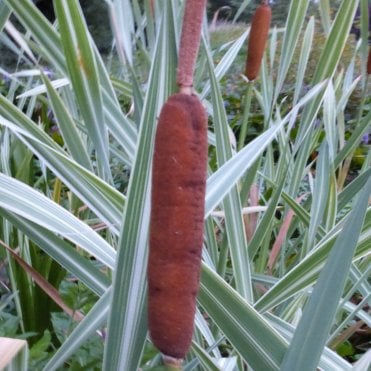 Typha Latifolia Variegata Potted